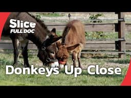 Donkeys: Loyal, Smart, and Misjudged | FULL DOCUMENTARY