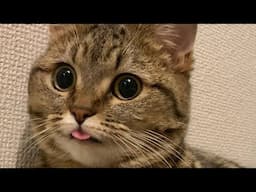 😂 Funniest Cats Videos 😺🐶 || 🥰😹 Hilarious Animal Compilation №684