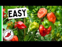 5 EASY Peppers To Grow For Beginners