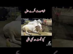 2025 Eid Spicial Videos #shorts #punjabishok #haevybull
