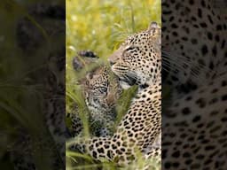 CUTE Leopard cub pounces on its mother.#leopard #cub #wildlife
