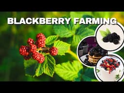 Blackberry Farming Business Plan | How to Grow Blackberry Step by Step | Blackberry Farming