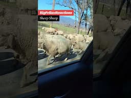 That's a sheep situation! bigfellazreactions #sheep