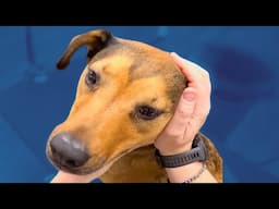 Calming A Nervous Dog With Gentle Grooming Techniques