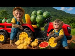 Monkey Bim Bim drives a tractor: Harvest watermelons for the hungry ducklings