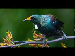 native new zealand birdsong ASMR with random footage of fiordland and the west coast - dawn chorus