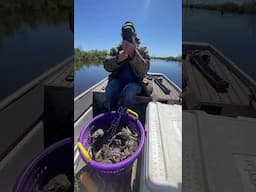Loaded up on BIG blue crabs in south east Louisiana #crabbing#bluecrabs #fishing #louisiana #cajun