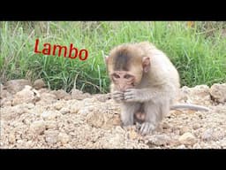 Nahu walked silently, without Lambo's company.