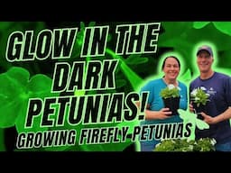 Firefly Glow in the Dark Petunias