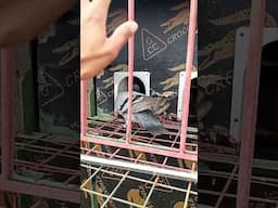 ARRIVAL FROM APARRI CAGAYAN 5TH LAP HARC RACE! #fypyoutube #pigeon #funnyreel