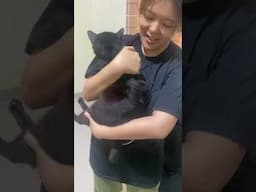 big black #cute #cat #pets #kucingcomel #comel #catlife #catlovers #blackcat #pets #animals