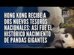 Hong Kong recibe a dos nuevos tesoros nacionales: así fue el histórico nacimiento de pandas gigantes
