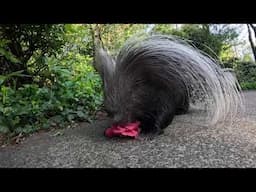 Elderly Porcupine Takes A Pointy Power Walk