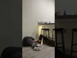 Cane Corso Shows Concern When Owner Pretends to Pass Out