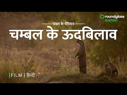 मछली, मस्ती और चंबल के ऊदबिलाव | Tale of Fish Heist by Otters | Chambal Habitat | @RoundglassSustain