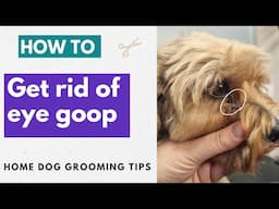 3 Ways To Remove Eye Boogers and Goop | Dog Groomer's Top Tips