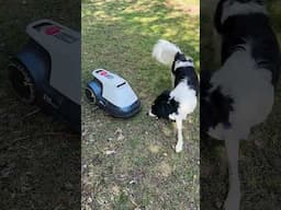 The Eufy E15 robot mows your lawn for you