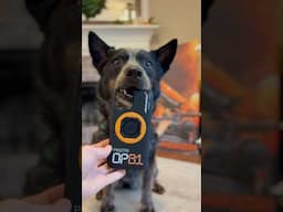Dog does a pawfect Quad Lock Unboxing #shorts