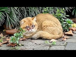 An abandoned kitten with pus-filled eyes,swarmed by flies,I couldn't help but notice it