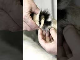 Lions have Retractable Claws | LIONSROCK Big Cat Sanctuary