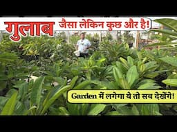 गुलाब जैसा दिखने वाला फूल जिसमें एक ही पौधे पर खिलते हैं लाखों फूल King of Flowers in Garden