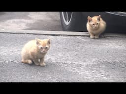 Ginger kittens walking to Mama cat