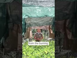 Protect Your Plants from Sunburn with Shade Fabric!