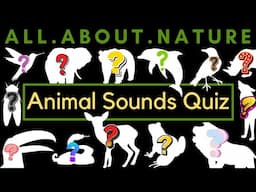 Can You Guess the Animals on Sound Alone? - Animal Sounds Quiz