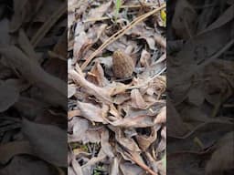 When you spot the first MOREL #mountains #morelmushrooms #nature #foraging