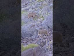 Aoudad spotted!!! #hunting #aoudad #aoudadhunting #barbarysheep #texashunting #glassing