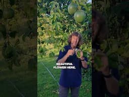 From Jordan to Australia — passionfruit follows me everywhere 🇯🇴🇦🇺#permaculture