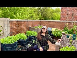Direct Sowing Zinnias On The Rooftop & Seeing If The Cold Weather Killed My Plants🪴