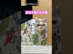 紙袋を着こなす猫