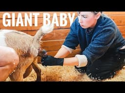 Massive Newborn Goat! This Baby is a MONSTER! (goat labor & delivery)