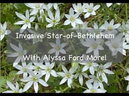Invasive Plant: Star of Bethlehem
