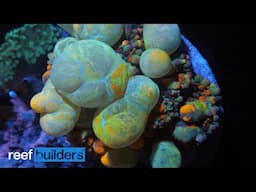 Coral EYE CANDY - 4K Footage From Amazing Aquariums & Reefs