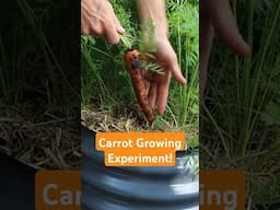 🥕 I TESTED Growing Carrots With GardenStraw and Without, and was not expecting results like this!