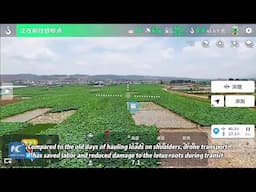 Drones join lotus harvesting in Yunnan's vast fields