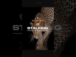 Leopard Hunts Gazelle and Warthog #animals #wildlife #shorts #leopard #gazelle #warthog #shortsfeed