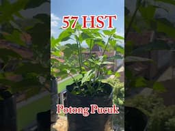 Tanam Cabe tanpa Semai di Polybag / how to plant chilies #caberawit #rawitkaliber #cabepolybag