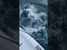 Remote fishing - Big fish aquarium at the back of the boat