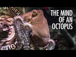 Octopus Intelligence is Stranger Than You Think | With Dr. Jennifer Mather