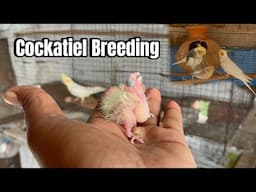 Cockatiel Breeding Tips | Cockatiel Breeding Information |￼