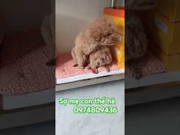 sợ mẹ con thế hả afraid of mother and child# shorts # funny