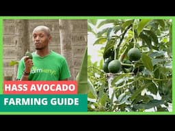 Hass Avocado farming Guide - FarmGuide