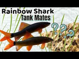 Top 15 Tank Mates for Rainbow Sharks – No More Aggression!