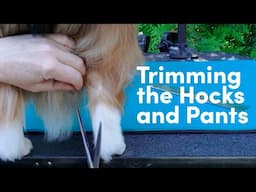 Trimming the Hocks and Pants on a Double-Coated Breed