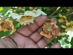 Kiwi flowering and apple fruit setting year 2025