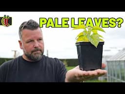 Your Chilli Plants Aren’t Hungry. They’re SUFFOCATING! (Fix It Fast)