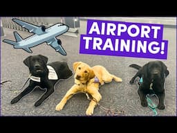 Prepping to Fly with a Service Dog: Airport Security Training (TSA)